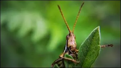 Tous les insectes ont 6 pattes.