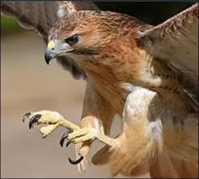 Comment appelle-t-on les "pattes" d'un rapace ?
