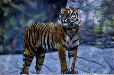 Dans quel continent habite le tigre ?