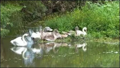 L'&oelig;uf en plâtre que l'on met dans un nid où l'on veut que les poules aillent pondre a pour nom...