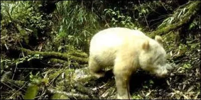 Quel air de musique, très connu, a été composé en 1945 par Remo Giazotto ?