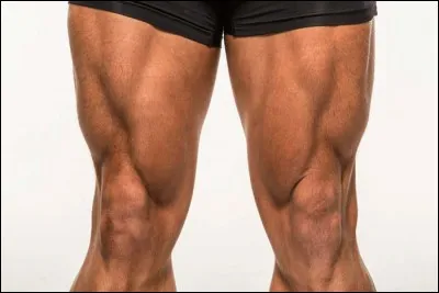 En anatomie, comment s'appelle le muscle de la face antérieure de la cuisse ?