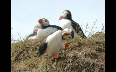 Cette photo s'est mérité le ''Comedy Wildlife Photo Awards'' pour l'année 2016. Il faut avouer que la physionomie particulière de cet oiseau marin, en fait un candidat idéal pour les calendriers et les affiches. 
Nommez l'oiseau à l'allure sympathique qui, en 1992, est devenu l'emblème aviaire officiel de la province de Terre-Neuve-et-Labrador ?