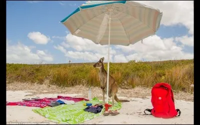 Celui-ci a décidé de faire un saut à la plage : il a mis en poche à peu près tout ce dont il pensait avoir besoin. Aussi la photo est-elle intitulée : ''j'espère que je n'ai rien oublié''. On la retrouve dans le ''Comedy Wildlife Photo Awards'' de 2016.
Nommez ce marsupial.