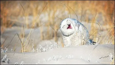 Vicki Jauron s'est mérité le ''Comedy Wildlife Photo Award'' avec cette photo de cet oiseau qui est bien hilarant avec son attitude ''Holé ! Oups !'' Peut-on ne pas penser qu'il vit vraiment un bon moment au milieu de son hiver. Oiseau emblématique du Québec, c'est un...
