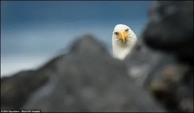 Il est grand notre oiseau : ses ailes atteignent plus de 2 m. Il construit le plus gros nid d'oiseau en Amérique du Nord. On les qualifie d'oiseaux sérieux parce qu'ils ne manifestent pas une humeur enjouée : celui-ci est curieux.
Quel le plus gros oiseau de proie du Canada, qu'on voit avec des plumes blanches sur la tête et la queue ainsi qu'avec le bec, les yeux et pattes jaunes ?