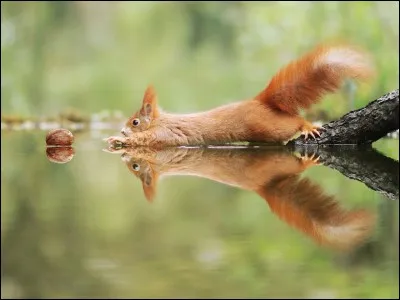 Il fait penser à ''Scrat'' de l'Âge de Glace qui passe proche de mourir plusieurs fois pour sauver son gland. Comme dans l'histoire, le gland se retrouve à quelques millimètres hors de sa portée : finira-t-il penaud comme son compère ?
Celui-ci, est plutôt roux, mais c'est quand même un...