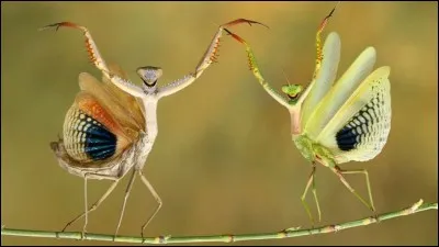 Hasan Bagler a gagné le ''Comedy Wildlife Photo Awards'' 2019 avec ce cliché : faut avouer que l'on a droit à tout un spectacle. Trouvez le nom de l'espèce de ces deux insectes que l'on qualifie souvent de ''tigres de l'herbe'' avec leurs yeux protubérants et très écartés puis surtout, leurs m&oelig;urs lors de l'accouplement.