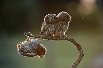 Tibor Kercz a capté une série de photos ''The Rovingness'' de la cascade de cet oiseau distrait qui perd pied sur sa branche. Mine de rien, il ne veut pas perdre face ''... and tries to play it cool in front of his chums'' sur cette photo Rovingness 4 (vagabondage).
De quelle espèce est cet oiseau ?