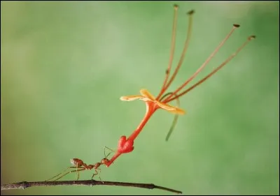 Muhammad Faishol Husni a émis ce commentaire à propos de sa photo : ''When You Really Want To Tell Someone You Love Them''. La Fontaine a bien raison de nous la décrire laborieuse, des dessins animés racontent qu'elle est atomique.
Trouvez cet insecte de qui on dit : ''An ant sporting a flowery fascinator in Batam, Indonesia'' ?