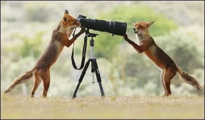 ''Say Cheese'' est le titre original de cette photo de la catégorie ''wildlife photos'' du très prolifique photographe australien Julian Rad : il est doué pour capturer des moments simples mais beaux comme ici quand ces deux apprentis-photographes donnent l'impression, l'un de préparer sa photo et l'autre, de poser. Bien sûr une coïncidence, mais amusante.
De quelle espèce sont nos deux compères ?