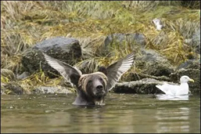 Adam Parsons a saisi le moment précis où ces 2 animaux se sont transformés en ''Angel Bear'', c'est le nom qu'il a donné à sa photo qui fut fort remarquée au ''Comedy wildlife photo 2016''. Il a écrit le commentaire suivant pour décrire l'action : ''Look, I just needed to wear my angel wings today, okay ?''.
Quel est l'animal qui est en avant de l'autre ?
