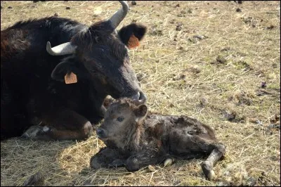 A partir de quel âge, le taureau commence-t-il sa carrière ?