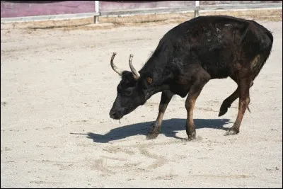 Où les jeunes hommes en blanc commencent-ils leur carrière ?