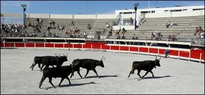 Comment s'appelle le taureau muni d'une cloche qui sert à faire rentrer un éventuel taureau qui ne veut pas retourner dans le toril ?