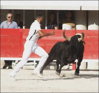 Comment appelle-t-on le taureau dans les arènes ?