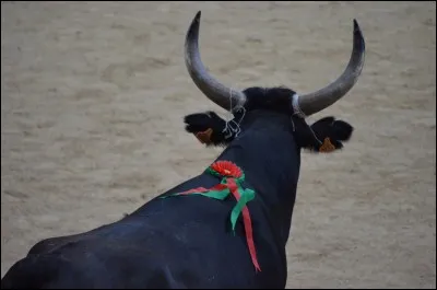 Comment s'appelle ce qui se trouve sur le dos du taureau ?