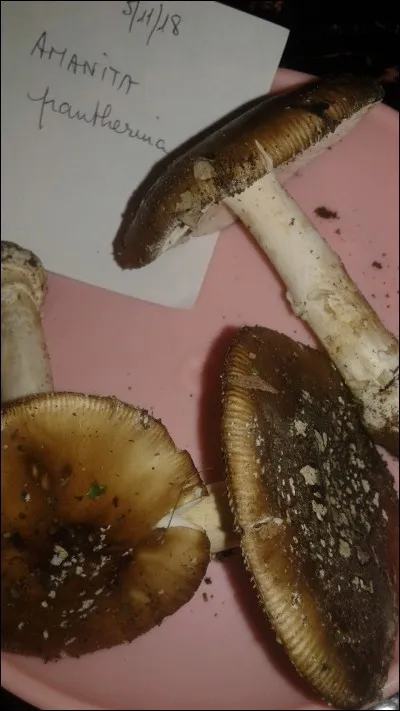 Quels champignons peuvent produire un effet Antabuse consommé avec de l'alcool ?
