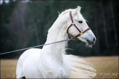 Le trotteur d'Orlov mesure environ ... cm au garrot.