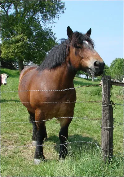 L'ardennais mesure ... cm au garrot.