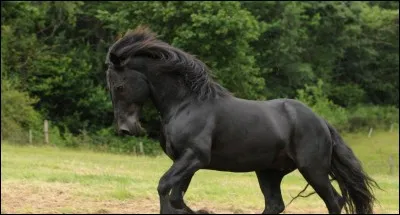 Le mérens fait ... cm au garrot.