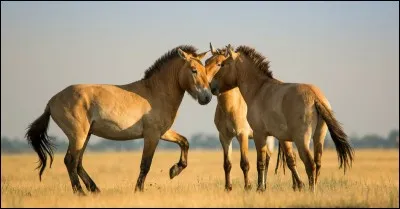 Le cheval de Przewalski fait environ ... cm au garrot.