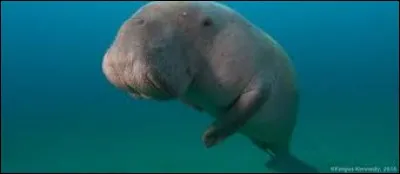 Sauveur à maintes reprises, c'est le...