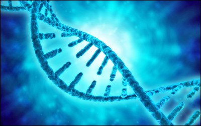 L'ADN contient ce qu'on appelle des nucléotides, il y en a 4 : comment les nomme-t-on ?
