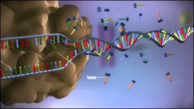 Qu'est-ce qu'une protéine ?