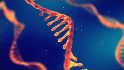 L'ADN ne peut pas sortir du noyau et pour transmettre des informations il a besoin d'un intermédiaire. Voici des informations sur cet intermédiaire, cochez les bonnes informations