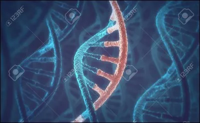 Chez les eucaryotes, comment appelle-t-on la fabrication dans le noyau d'une molécule d'ARN pré-messager complémentaire d'un brin codant de l'ADN ?