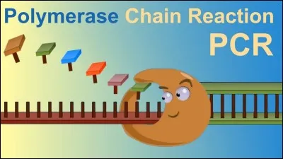 Quel est le nom de ce qui sert à séparer les deux brins d'ADN pour que l'ARN vienne y faire la copie du brin transcrit ?