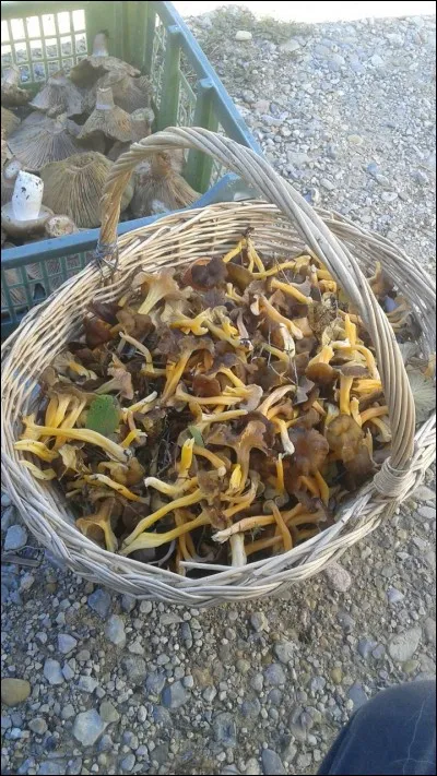 Dans cette liste, quel champignon est mortel ? Photo non contractuelle.