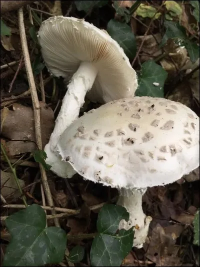 À quel genre appartient ce champignon ?