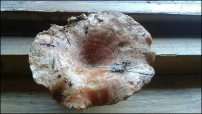 Ce champignon qui laisse s'écouler un lait orangé à la blessure est :