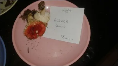La particularité des russules est entre autres...