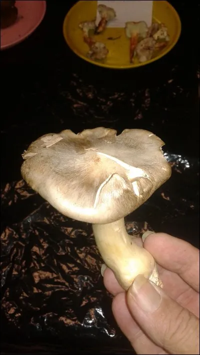 L'entolome livide est...