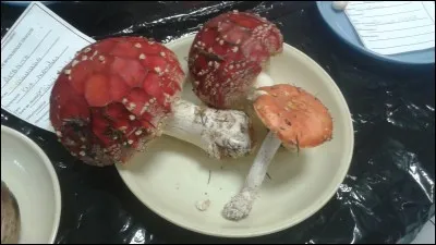 L'amanite tue-mouches est moins toxique que l'amanite panthère.