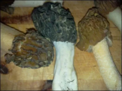 Dans quel cas les morilles sont-elles toxiques ?