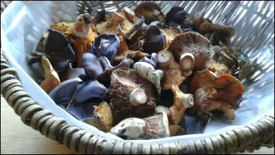 L'amanite vireuse est... Photo non contractuelle.