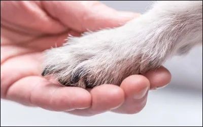 Accordes-tu beaucoup d'importance aux animaux ?