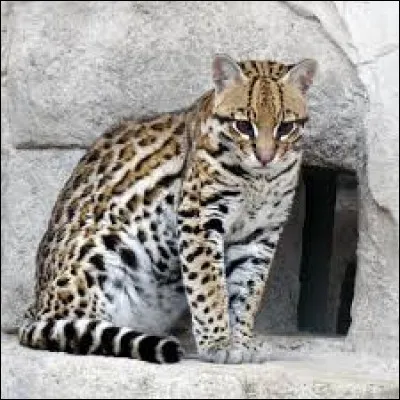 À quelle famille de mammifère appartient l'ocelot ?