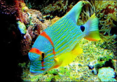 Quelle est la branche de la zoologie qui a pour objet l'étude des poissons ?