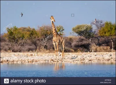 Où vit la girafe ?
