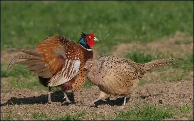 Que mange le faisan ?