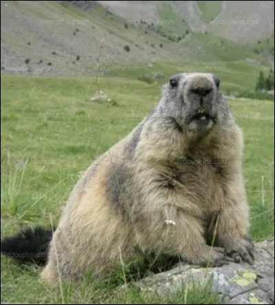 Où vit la marmotte ?