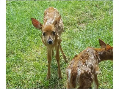 Que mange un herbivore ?