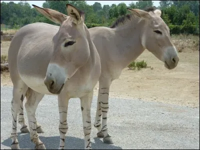 De quel équidé le falabella est-il le plus proche ?
