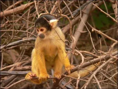 Quelle est la femelle de cet animal ?