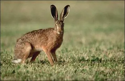 Quelle est la femelle de cet animal ?
